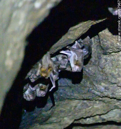 Cueva con murciélagos vampiros - Departamento de Maldonado - URUGUAY. Foto No. 67967