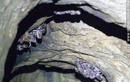Cueva con murciélagos vampiros - Departamento de Maldonado - URUGUAY. Foto No. 67968