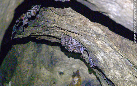 Cueva con murciélagos vampiros - Departamento de Maldonado - URUGUAY. Foto No. 67970