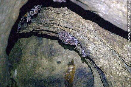 Cueva con murciélagos vampiros - Departamento de Maldonado - URUGUAY. Foto No. 67969