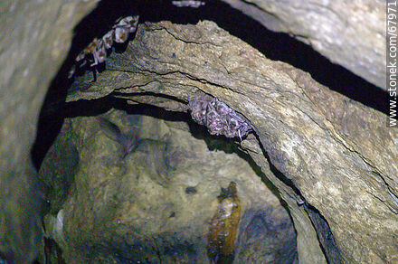 Cueva con murciélagos vampiros - Departamento de Maldonado - URUGUAY. Foto No. 67971