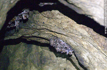 Cave with vampire bats - Department of Maldonado - URUGUAY. Photo #67974