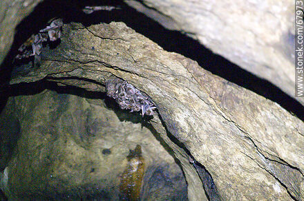 Cave with vampire bats - Department of Maldonado - URUGUAY. Photo #67973