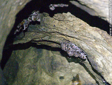 Cueva con murciélagos vampiros - Departamento de Maldonado - URUGUAY. Foto No. 67975