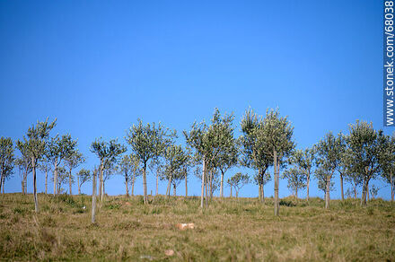 Olive grove - Department of Maldonado - URUGUAY. Photo #68038