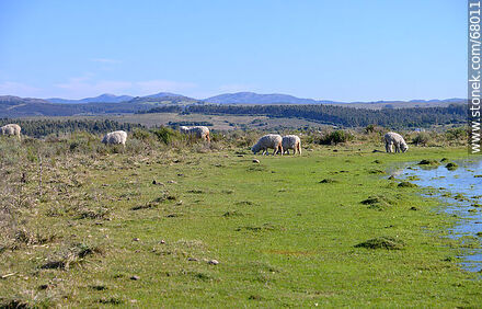Sheep in the field - Department of Maldonado - URUGUAY. Photo #68011