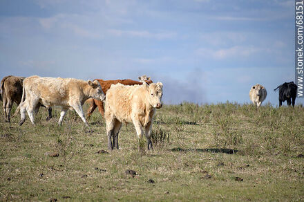 Cattle in the department of Flores - Flores - URUGUAY. Photo #68151