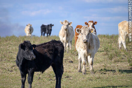 Cattle in the department of Flores - Flores - URUGUAY. Photo #68152