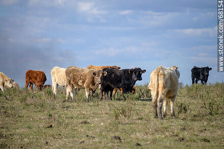 Cattle in the department of Flores - Flores - URUGUAY. Photo #68154