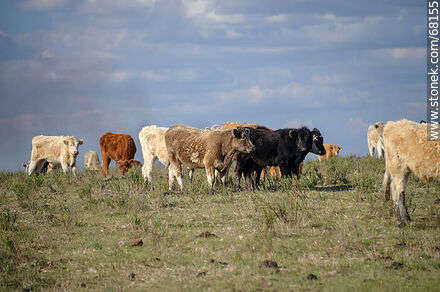 Cattle in the department of Flores - Flores - URUGUAY. Photo #68155