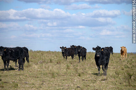 Cattle in the department of Flores - Flores - URUGUAY. Photo #68156