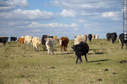 Cattle in the department of Flores - Flores - URUGUAY. Photo #68160