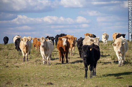 Cattle in the department of Flores - Flores - URUGUAY. Photo #68161