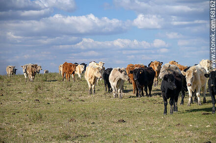 Cattle in the department of Flores - Flores - URUGUAY. Photo #68162