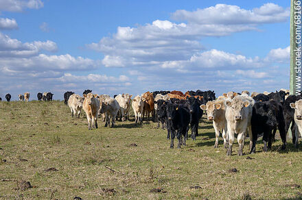 Cattle in the department of Flores - Flores - URUGUAY. Photo #68166