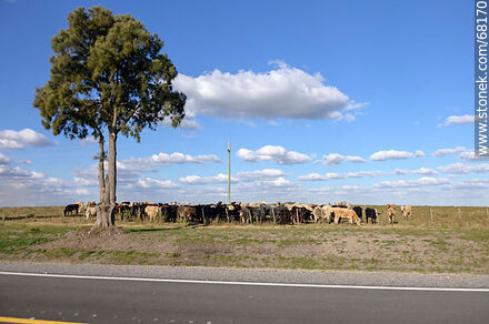 Cattle on the side of Route 14 - Flores - URUGUAY. Photo #68170