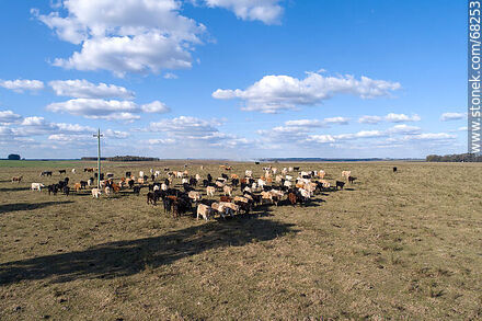 Vista aérea de ganado Charolais - Departamento de Flores - URUGUAY. Foto No. 68253
