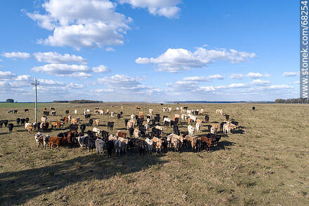 Vista aérea de ganado Charolais - Departamento de Flores - URUGUAY. Foto No. 68254