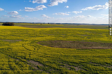 Aerial view of fields of yellow canola flowers - Flores - URUGUAY. Photo #68249