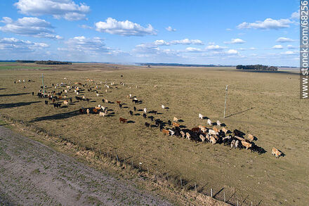 Vista aérea de ganado vacuno - Departamento de Flores - URUGUAY. Foto No. 68256