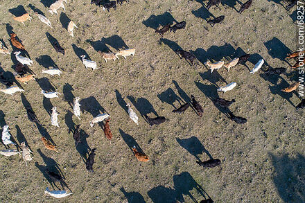 Aerial zenithal view of Irish kerry cattle - Flores - URUGUAY. Photo #68257