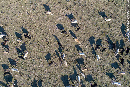 Aerial zenithal view of Irish kerry cattle - Flores - URUGUAY. Photo #68259