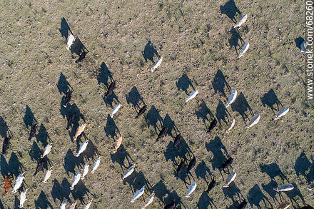 Aerial zenithal view of Irish kerry cattle - Fauna - MORE IMAGES. Photo #68260