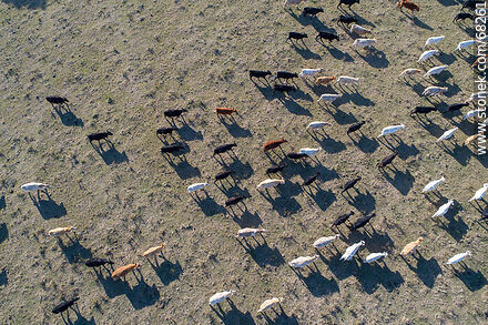 Vista aérea cenital de ganado vacuno kerry irlandes - Departamento de Flores - URUGUAY. Foto No. 68261