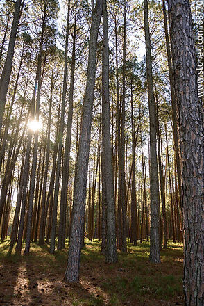 Pine Trees - Tacuarembo - URUGUAY. Photo #68770