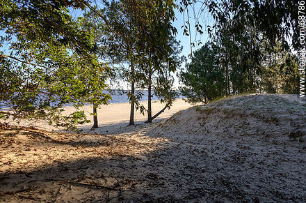 Dunes, eucalyptus and the beach on the Rio Negro - Tacuarembo - URUGUAY. Photo #68786