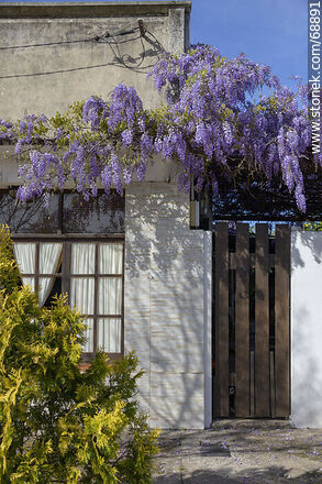 Wisteria in front of a house - Tacuarembo - URUGUAY. Photo #68891