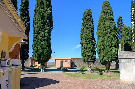 Cipreses de cementerio - Departamento de Durazno - URUGUAY. Foto No. 68956