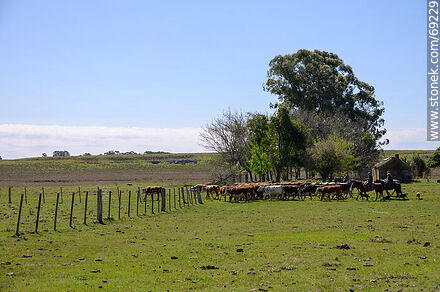 Arriando ganado vacuno - Departamento de Durazno - URUGUAY. Foto No. 69229