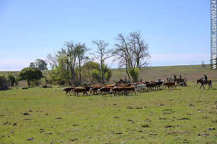 Arriando ganado vacuno - Departamento de Durazno - URUGUAY. Foto No. 69224