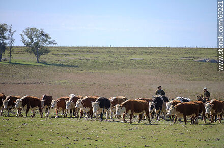 Arriando ganado vacuno - Departamento de Durazno - URUGUAY. Foto No. 69221