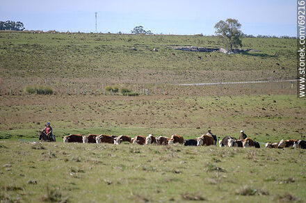 Herding cattle - Durazno - URUGUAY. Photo #69216