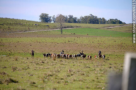 Herding cattle - Durazno - URUGUAY. Photo #69213