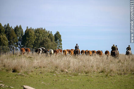 Herding cattle - Durazno - URUGUAY. Photo #69211