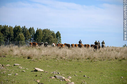 Herding cattle - Durazno - URUGUAY. Photo #69210
