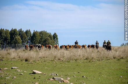 Herding cattle -  - URUGUAY. Photo #69209
