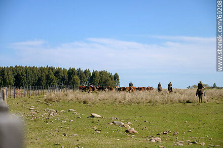 Herding cattle - Durazno - URUGUAY. Photo #69208