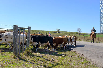 Herding cattleHerding cattle - Durazno - URUGUAY. Photo #69203