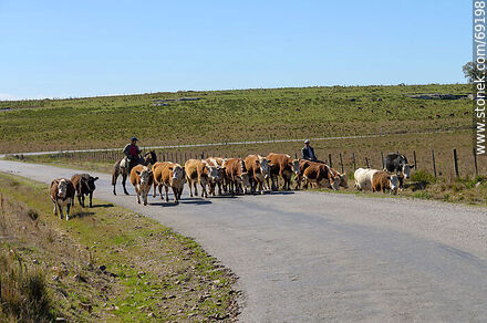 Herding cattle -  - URUGUAY. Photo #69198