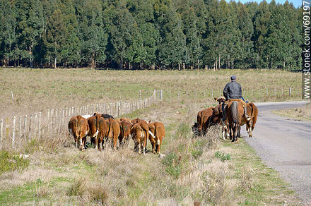 Herding cattle - Durazno - URUGUAY. Photo #69197