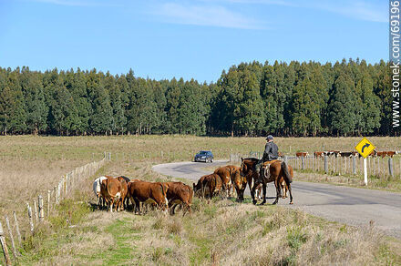 Herding cattle - Durazno - URUGUAY. Photo #69196