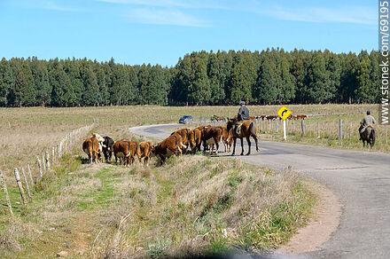 Herding cattle - Durazno - URUGUAY. Photo #69195