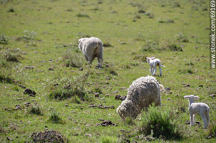 Sheep with their lambs - Durazno - URUGUAY. Photo #69169