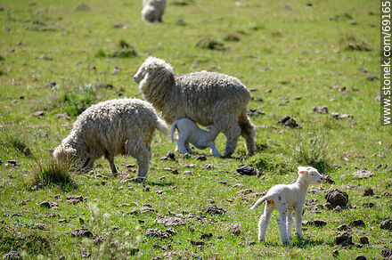 Sheep with their lambs -  - URUGUAY. Photo #69165
