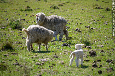 Sheep with their lambs - Durazno - URUGUAY. Photo #69164