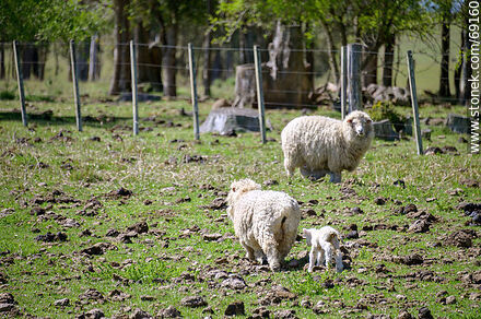 Ovejas con sus corderos - Departamento de Durazno - URUGUAY. Foto No. 69160